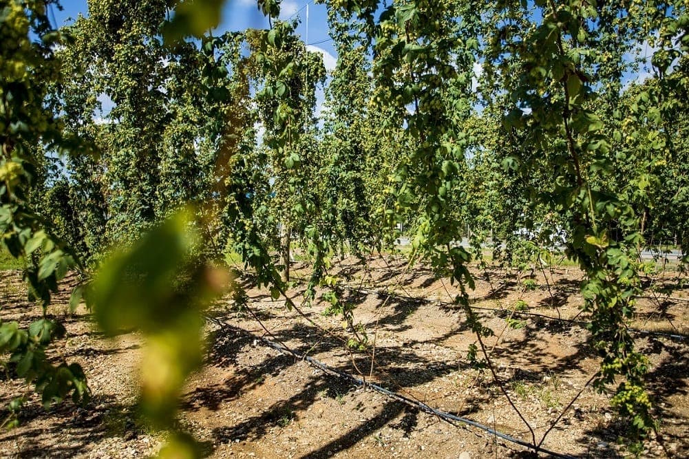 Como funciona iniciativa de economia circular de cervejaria de Joinville que rendeu prêmio
