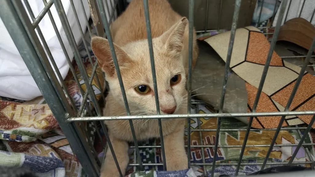 Joinville sanciona lei do Programa CED para controle ético de animais de rua