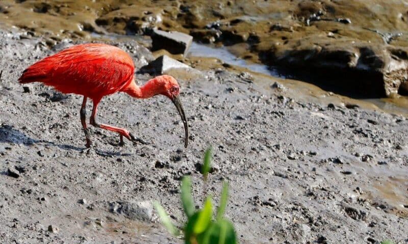 Câmara de Joinville aprova projeto para educação ambiental sobre manguezais e guará-vermelho