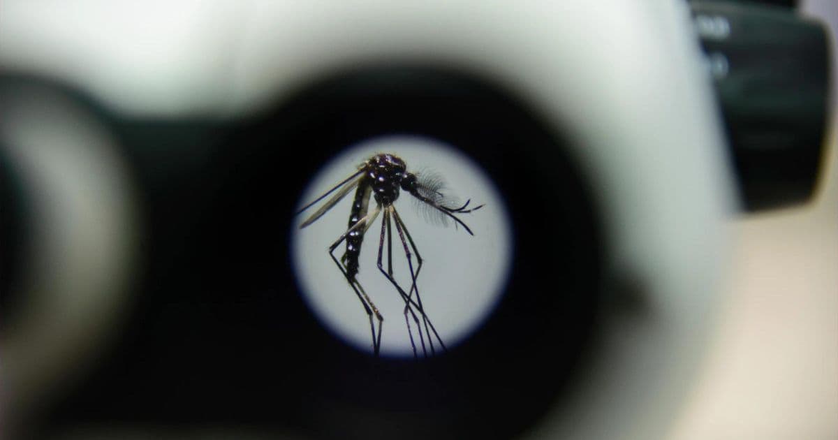 Joinville amplía combate à dengue com método inovador e cobrirá 100% da área urbana